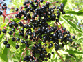 caprifoliacées